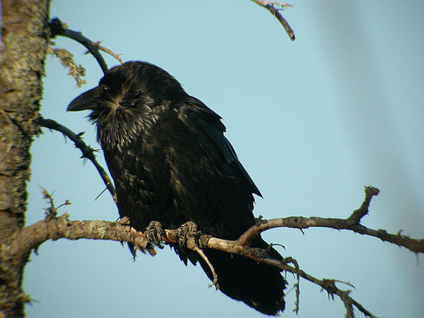Common Raven