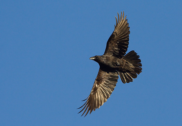 Common Raven