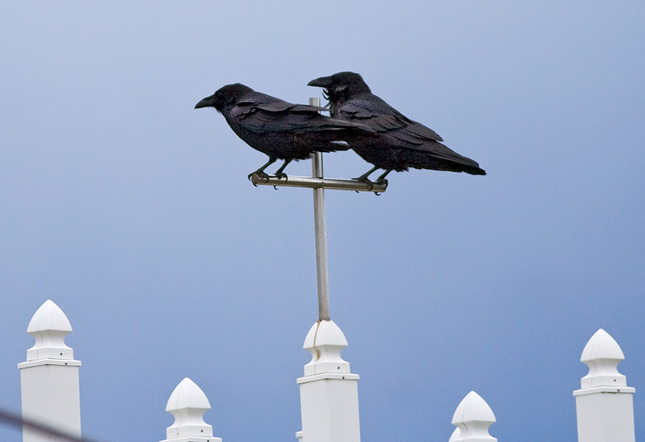 Common Raven