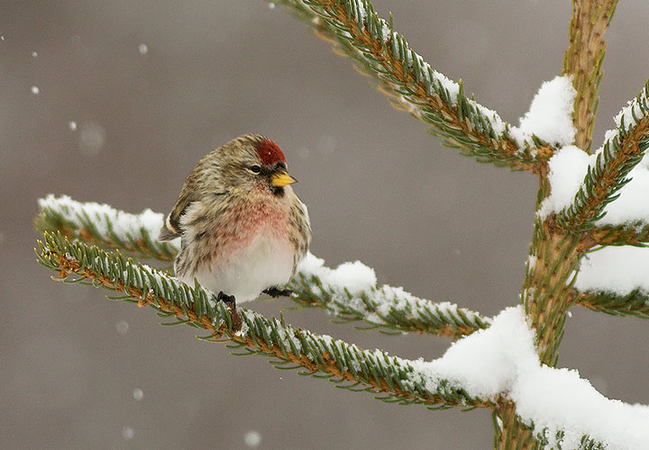 Common Redpoll