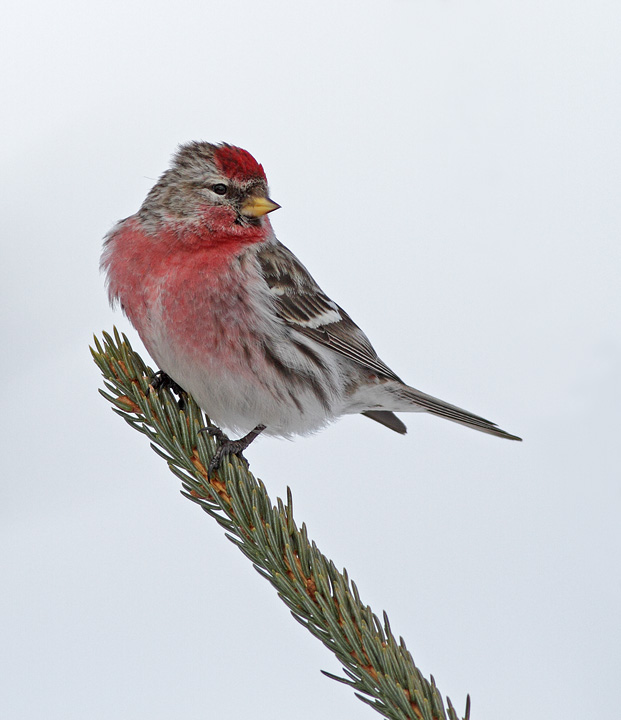 Common Redpoll