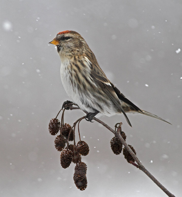 Common Redpoll