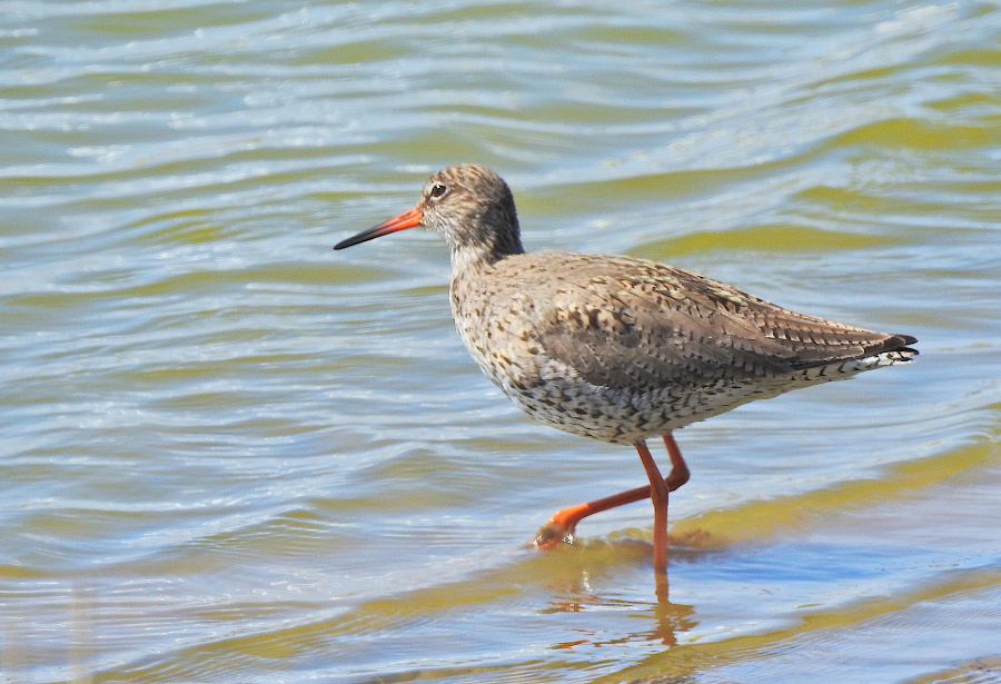 Common Redshank