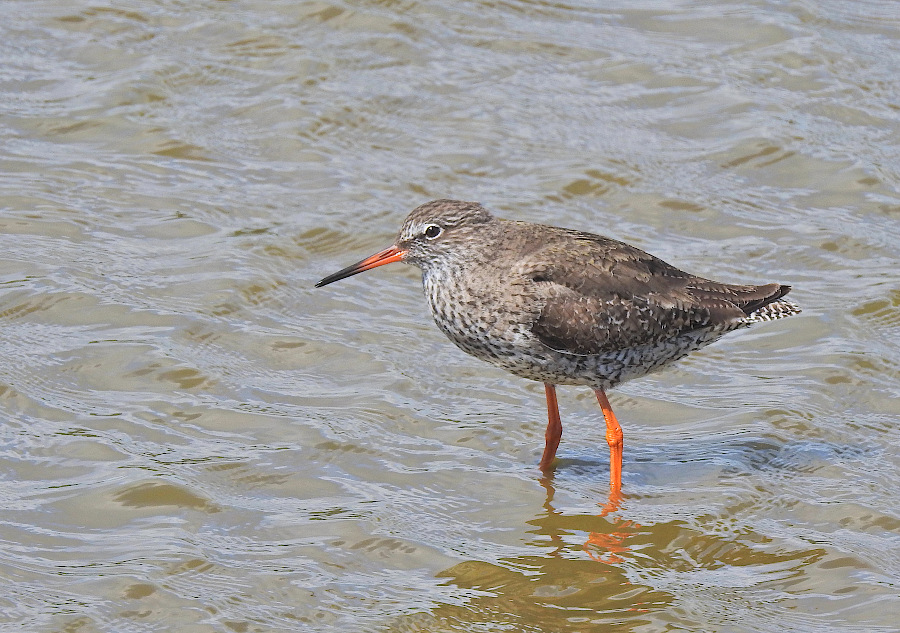 Common Redshank