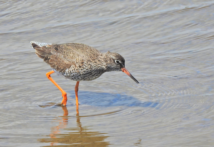 Common Redshank