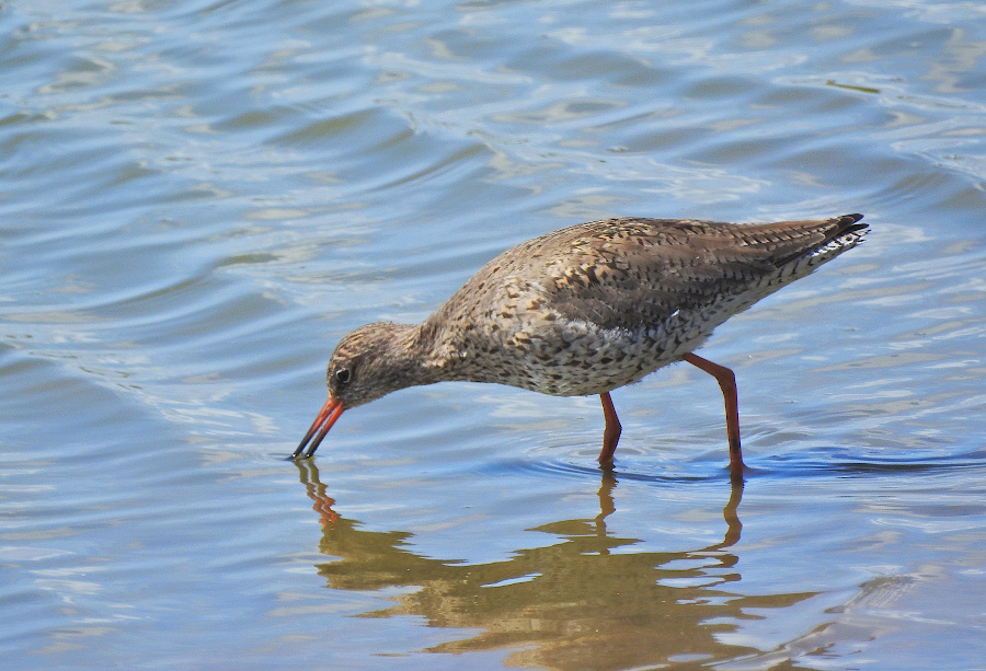 Common Redshank