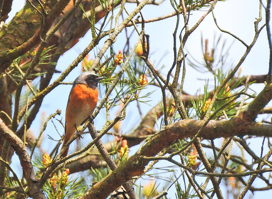 Common Redstart