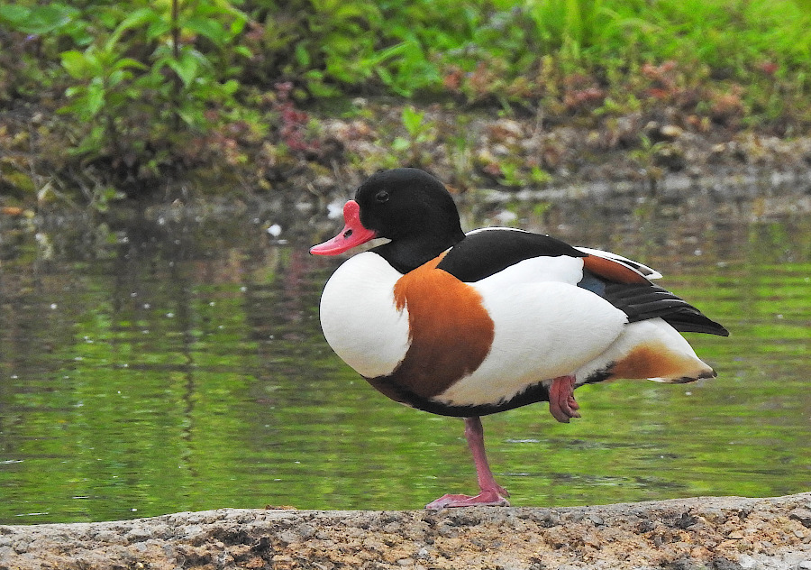 Common Shelduck
