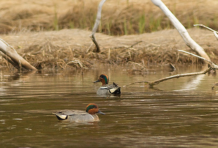 Common Teal