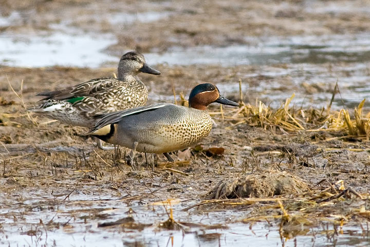 Common Teal