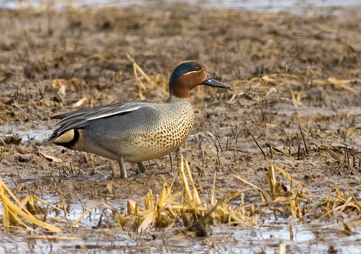 Common Teal