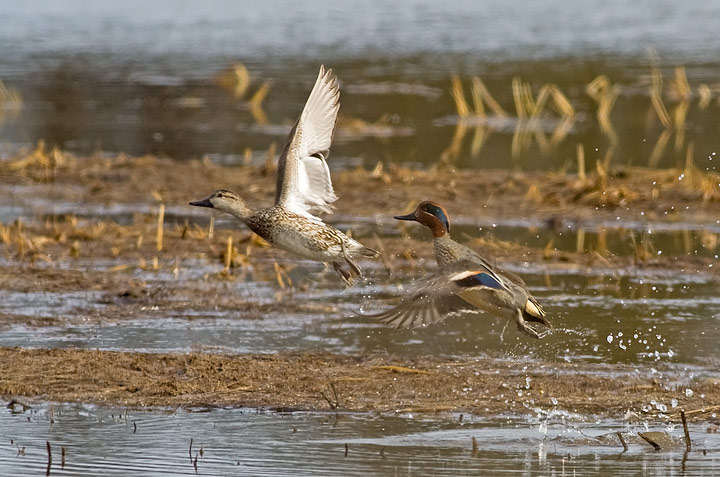 Common Teal