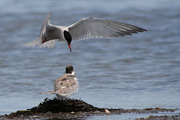 Common Tern