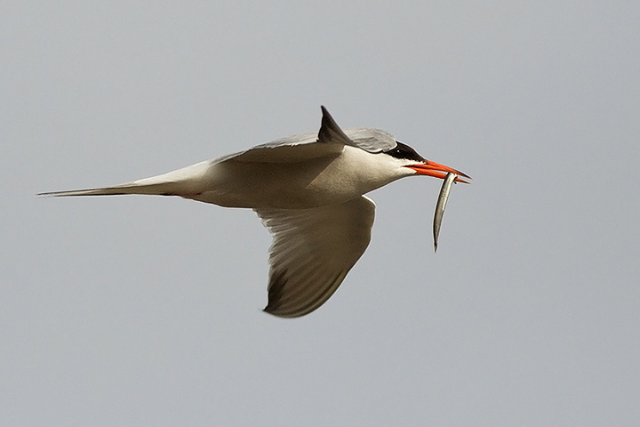 Common Tern