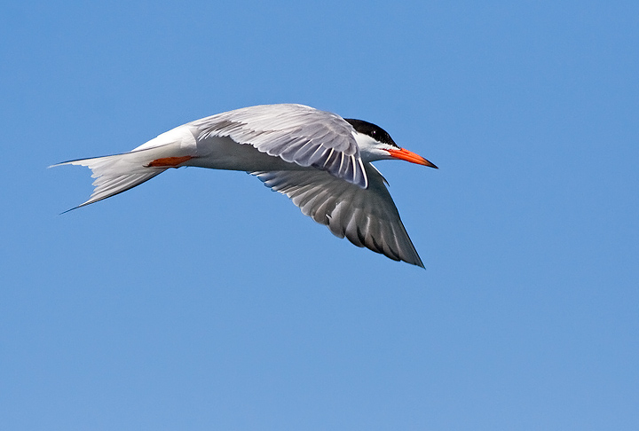 Common Tern