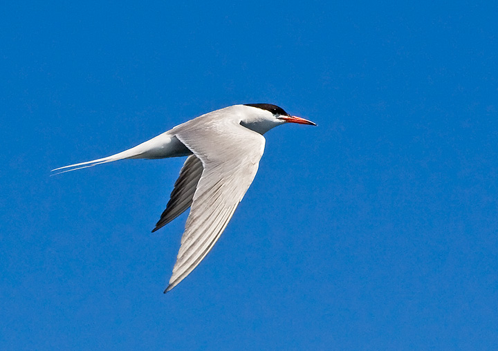 Common Tern