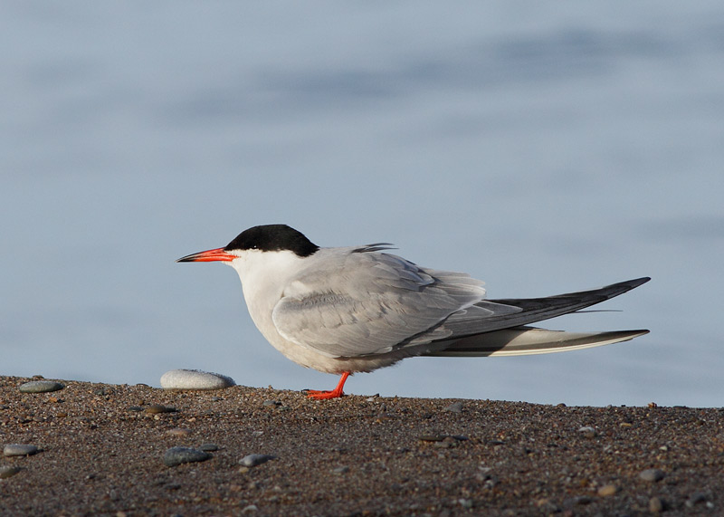 Common Tern