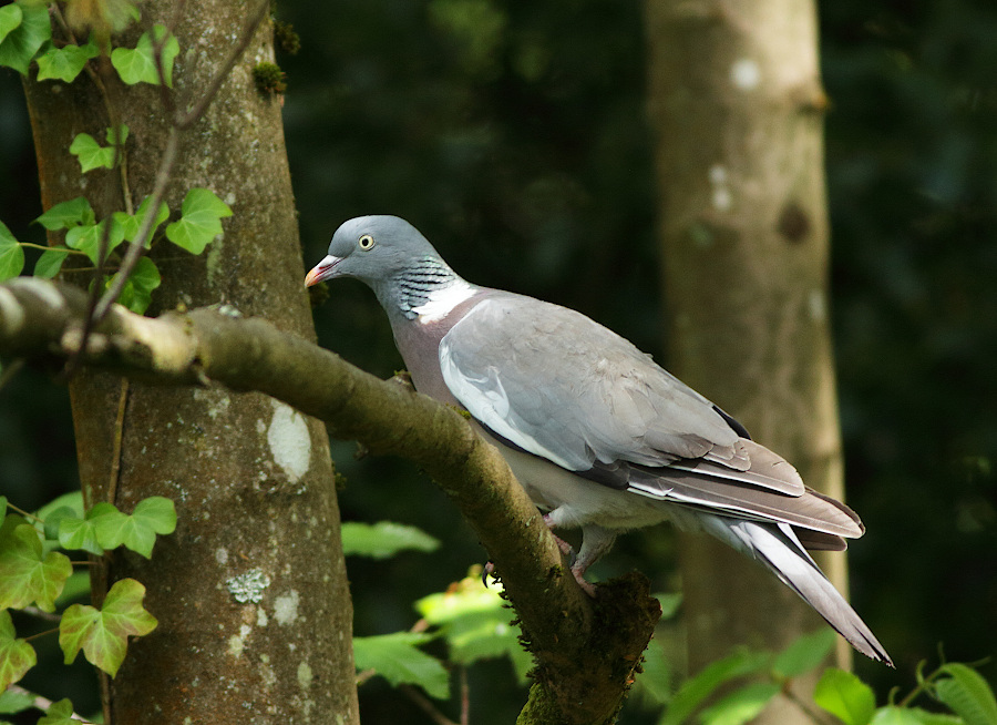 Common Wood Pigeon