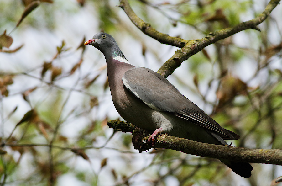 Common Wood Pigeon