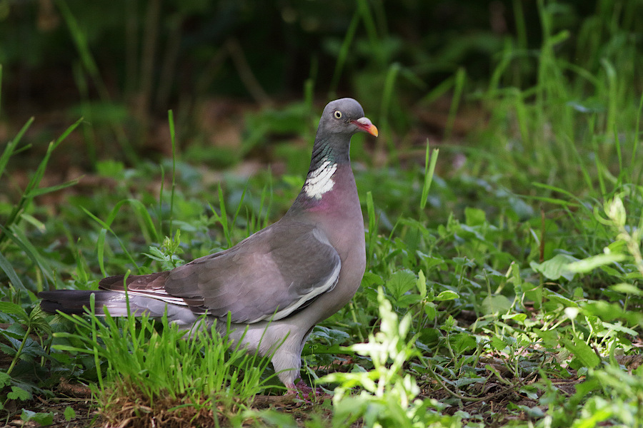 Common Wood Pigeon