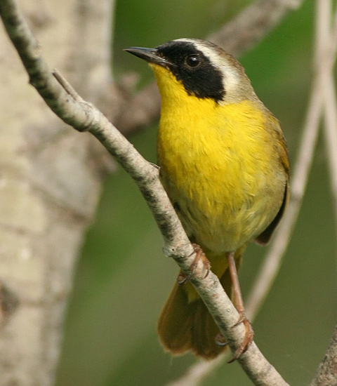 Common Yellowthroat