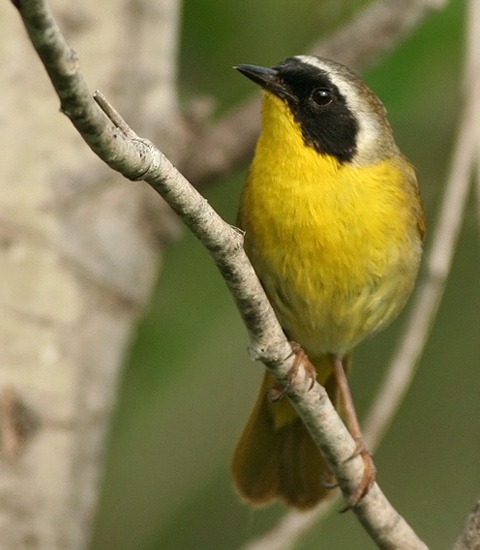 Common Yellowthroat