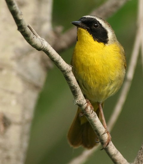 Common Yellowthroat