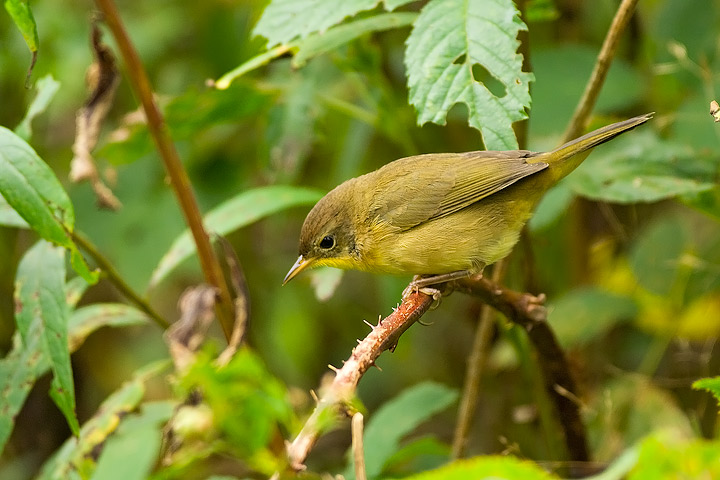 Common Yellowthroat
