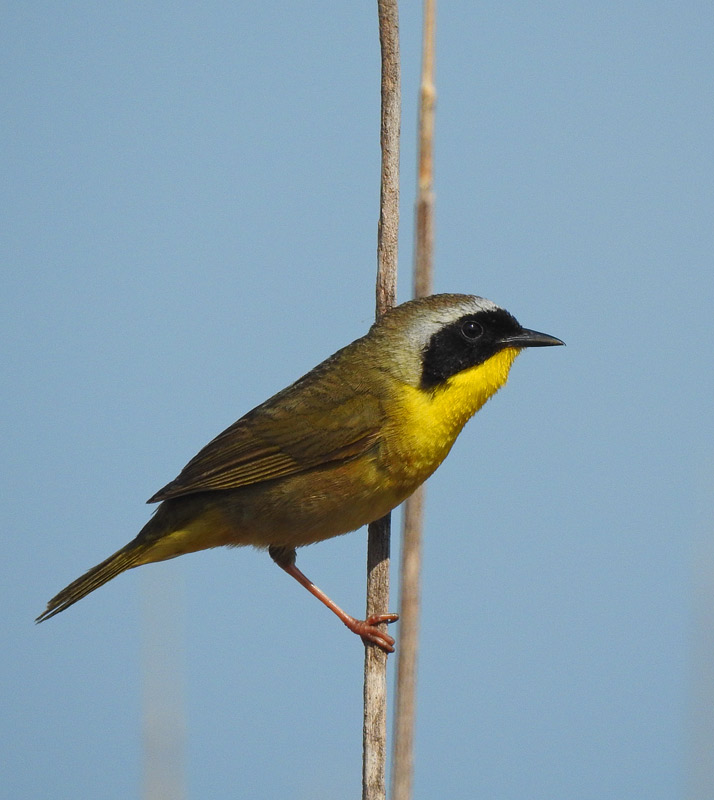 Common Yellowthroat