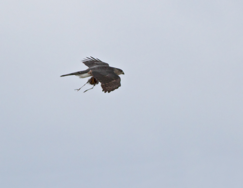 Cooper's Hawk