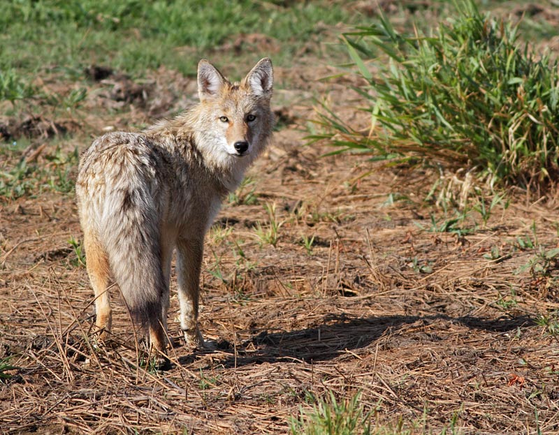 Coyote