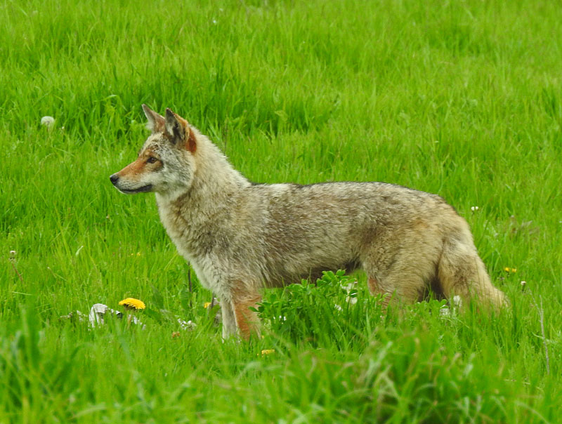 Coyote