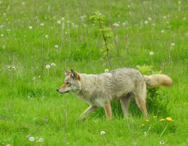 Coyote