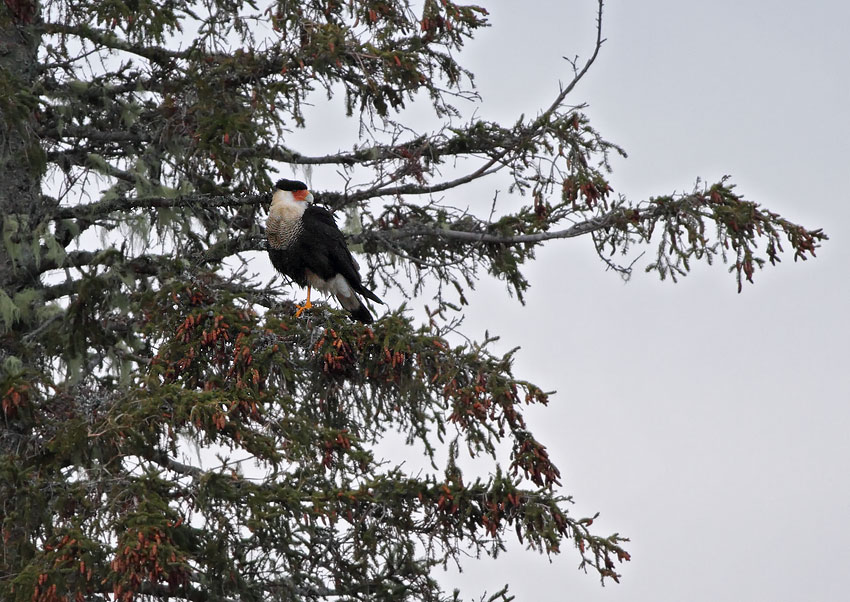 Crested Caracara