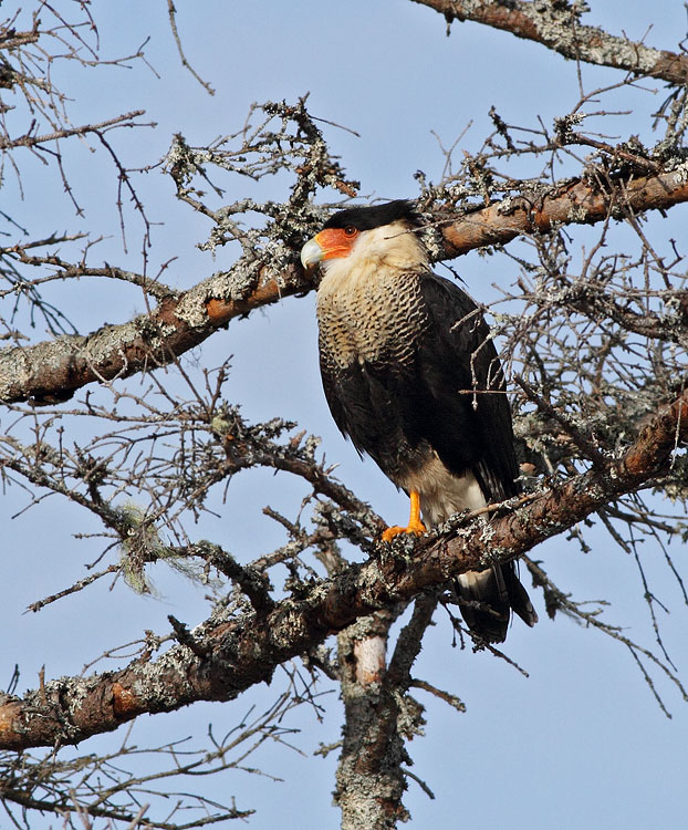 Crested Caracara