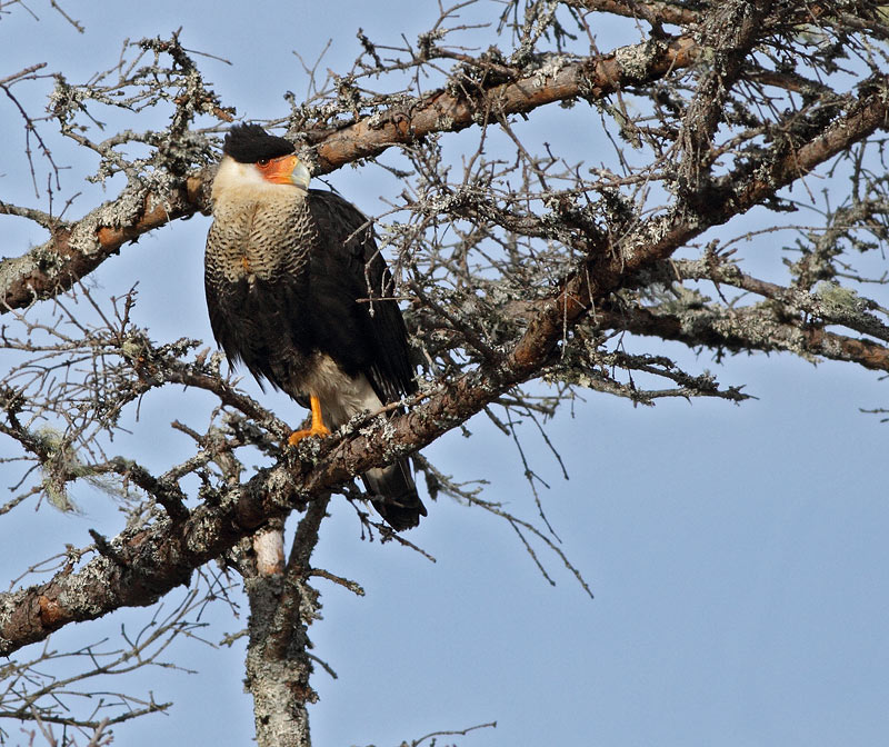 Crested Caracara