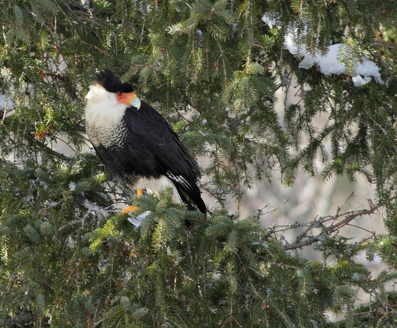 Crested Caracara