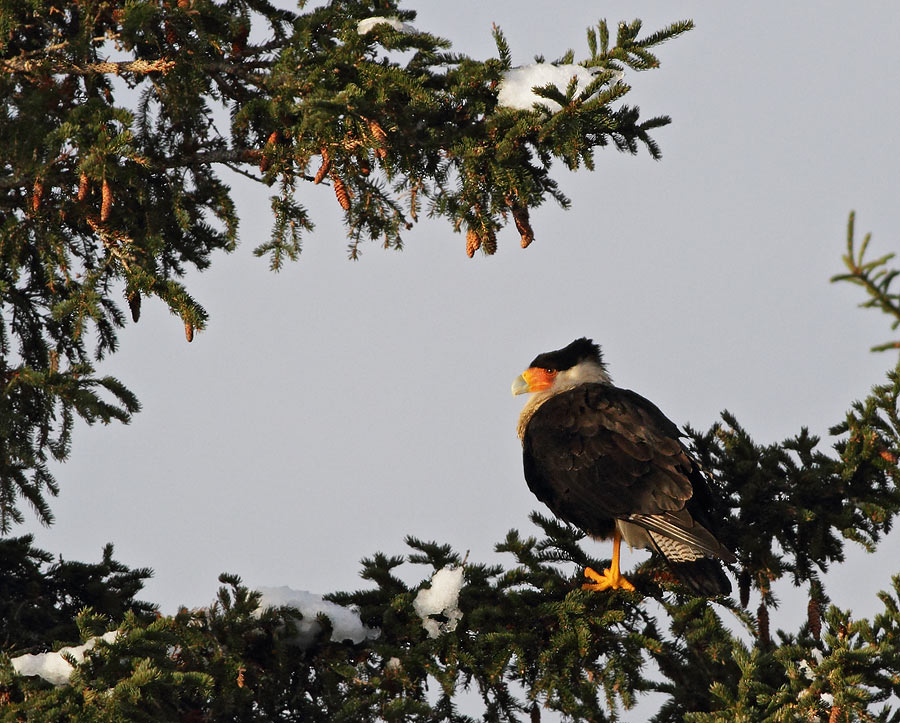 Crested Caracara