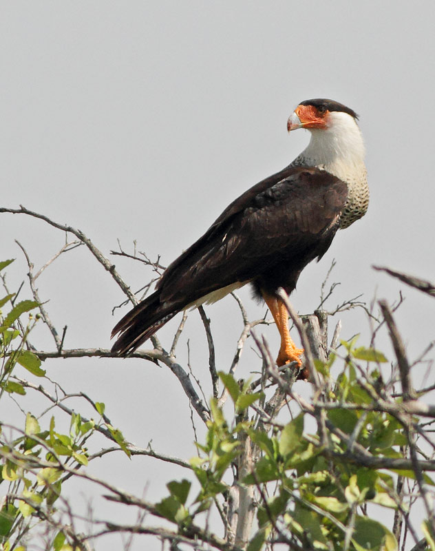 Crested Caracara