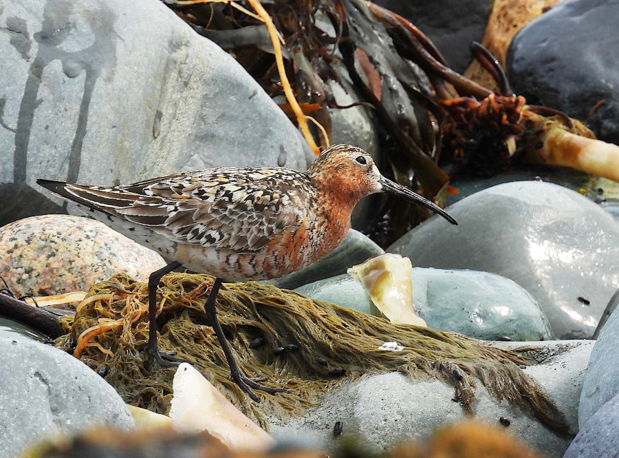 Curlew Sandpiper