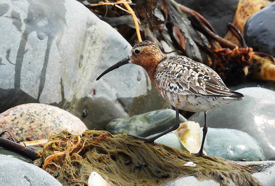 Curlew Sandpiper