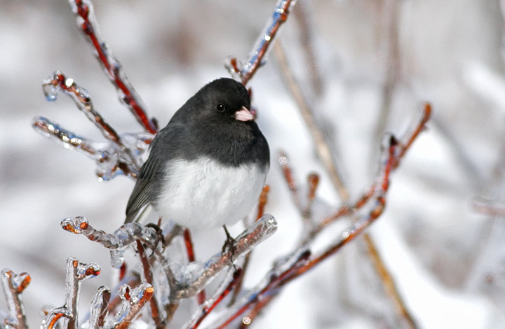 Dark-eyed Junco