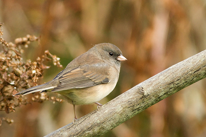 Dark-eyed Junco