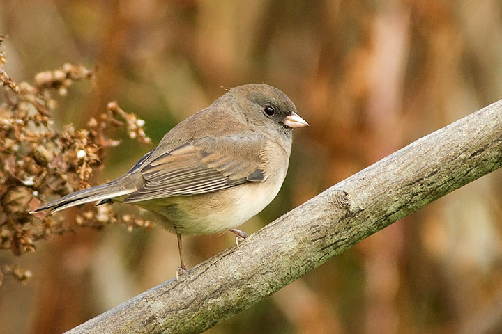 Dark-eyed Junco