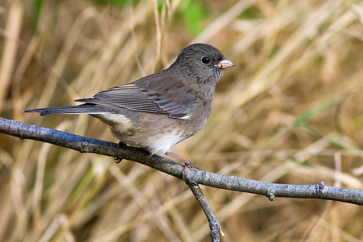 Dark-eyed Junco