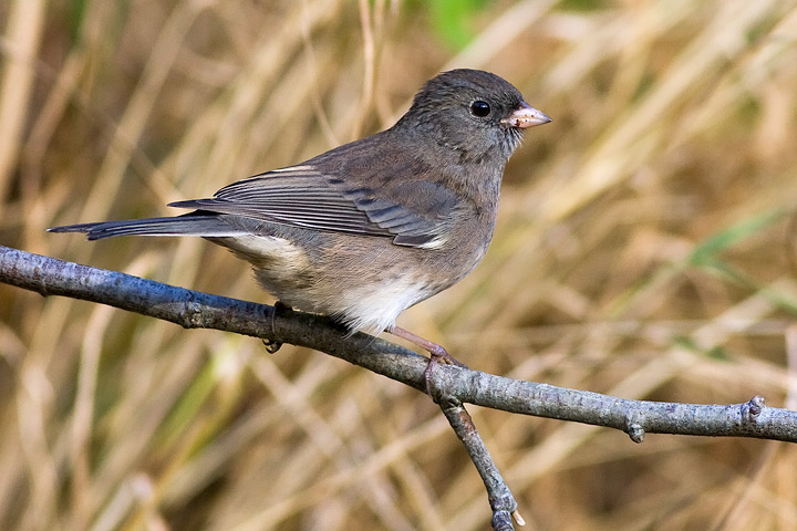 Dark-eyed Junco