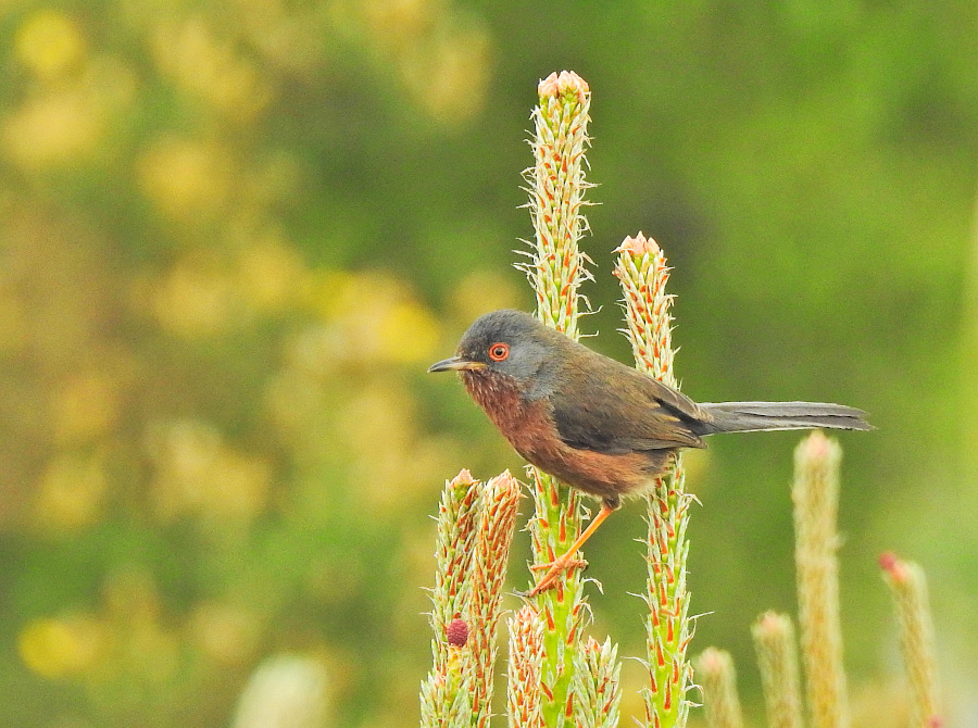 Dartford Warbler