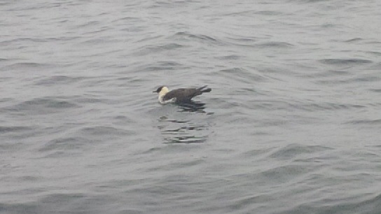 Pomarine Jaeger