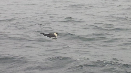 Pomarine Jaeger