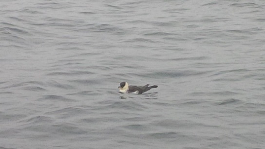 Pomarine Jaeger